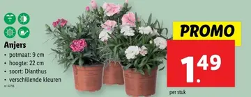 Aanbieding: Anjers