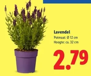 Aanbieding: Lavendel