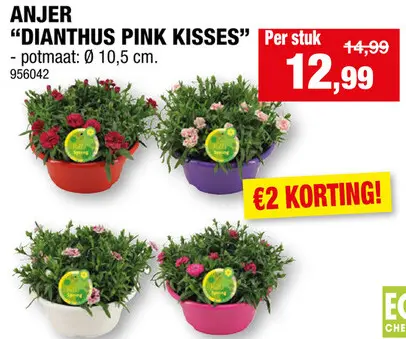 Promotie: Anjer "dianthus pink kisses"