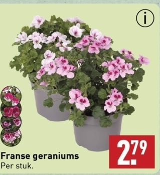 Aanbieding: Franse geraniums