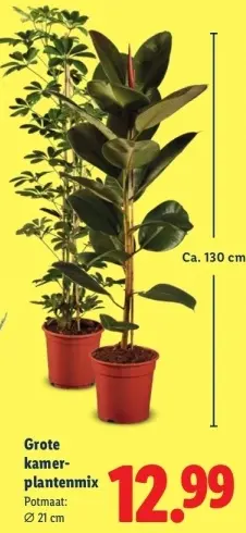 Aanbieding: Grote kamerplantenmix