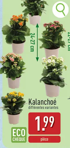 Offre: Kalanchoé