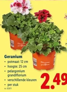 Promotie: Geranium