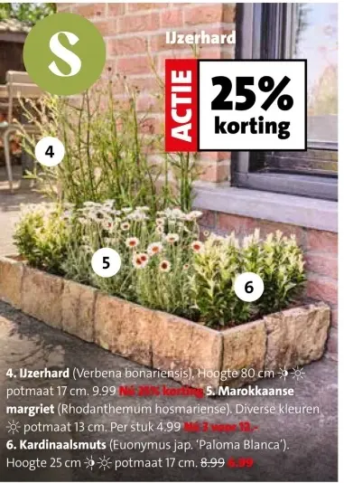 Aanbieding: Ijzerhard, Marokkaanse margriet en Kardinaalsmuts
