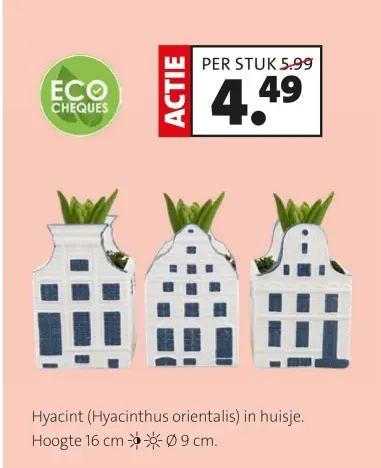 Promotie: Hyacint (Hyacinthus orientalis) in huisje