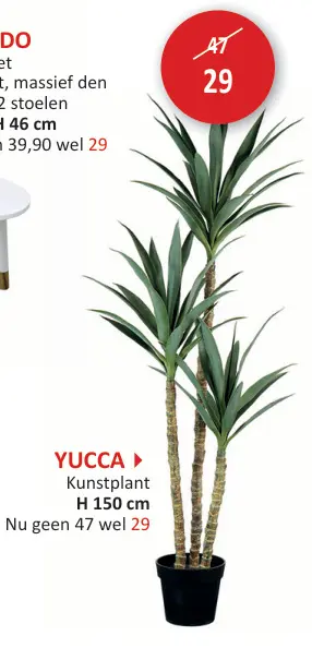 Promotie: Yucca