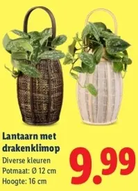Aanbieding: Lantaarn met drakenklimop