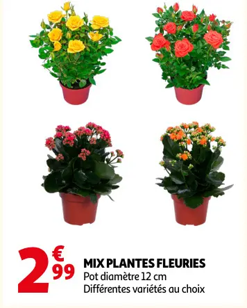 Promotie: Mix plantes fleuries