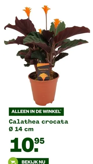 Aanbieding: Calathea crocata