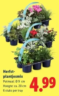 Aanbieding: Herfstplantjesmix