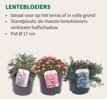 Promotie: Lentebloeiers
