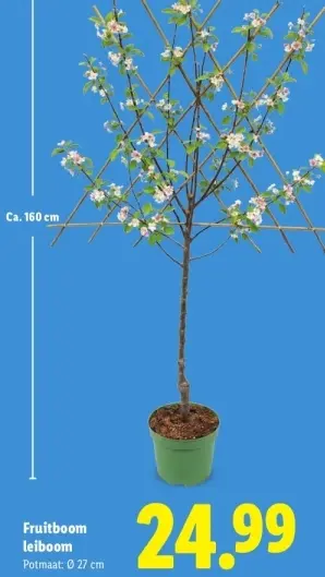 Aanbieding: Fruitboom leiboom