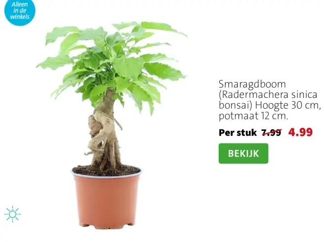 Aanbieding: Smaragdboom