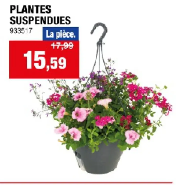 Offre: Plantes suspendues