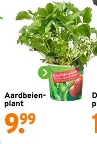 Aanbieding: Aardbeienplant