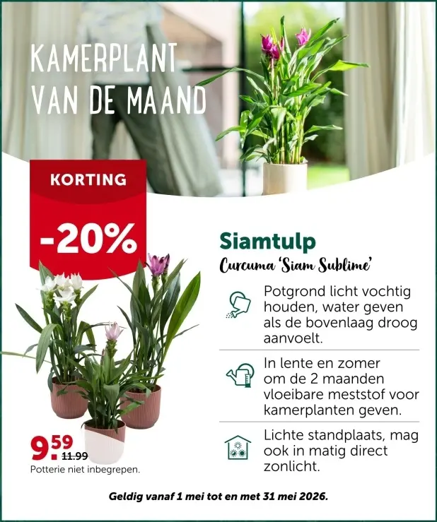 Promotie: Siamtulp Curcuma 'Siam Sublime'
