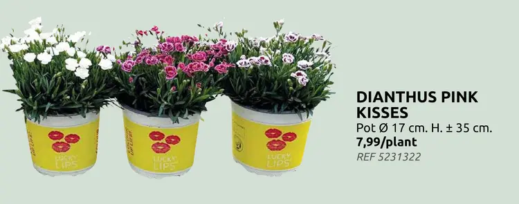 Promotie: Dianthus pink kisses (3 voor €20)