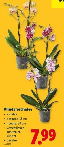 Promotie: Vlinderorchidee