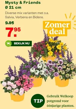 Aanbieding: Mysty & Friends