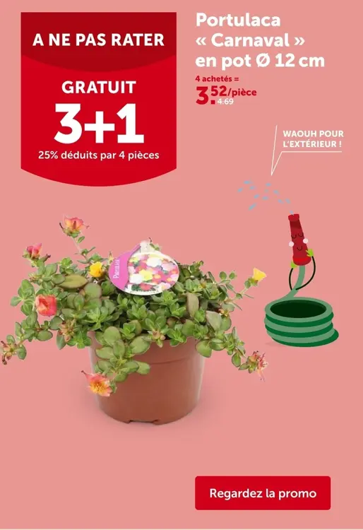 Offre: Portulaca Carnaval en pot