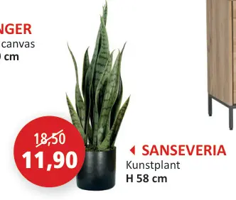 Promotie: Sanseveria