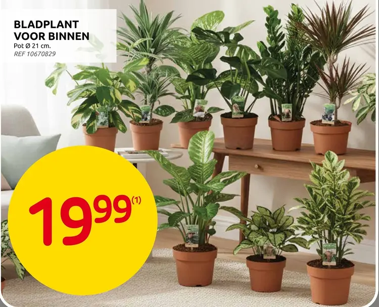 Promotie: Bladplant voor binnen