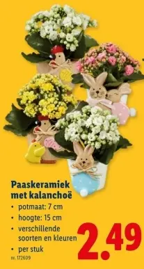 Promotie: Paaskeramiek met kalanchoë