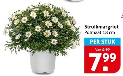 Struikmargriet