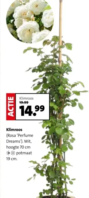 Aanbieding: Klimroos