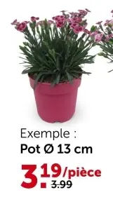 Offre: Œillet (Dianthus) Pink Kisses pot 13 cm