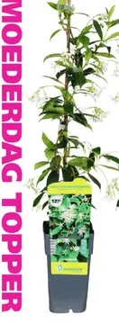 Aanbieding: Trachelospermum