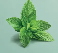 Offre: Menthe