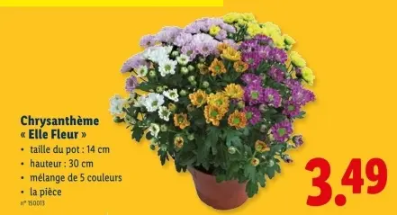 Offre: Chrysanthème "Elle Fleur"