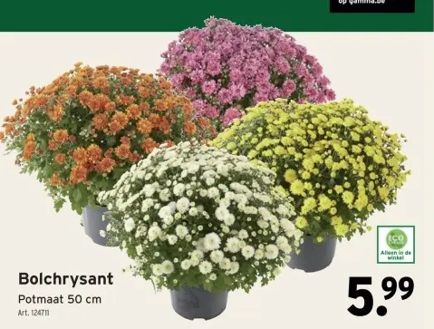 Aanbieding: Bolchrysant
