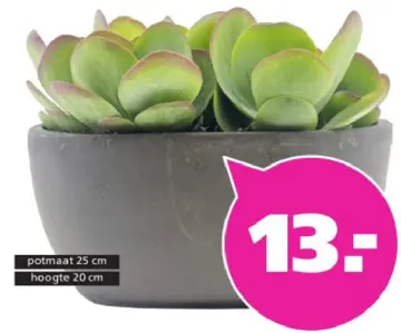 Aanbieding: Succulent