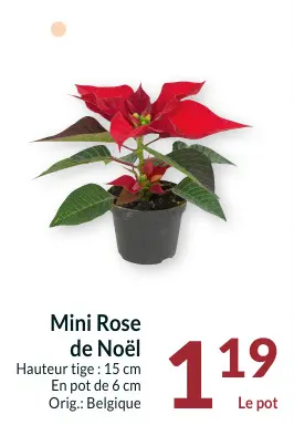 Offre: Mini Rose de Noël