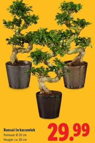Aanbieding: Bonsai in keramiek