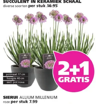 Aanbieding: Sierui allium millenium