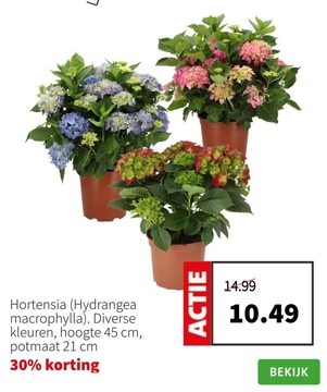 Aanbieding: Hortensia Hydrangea macrophylla