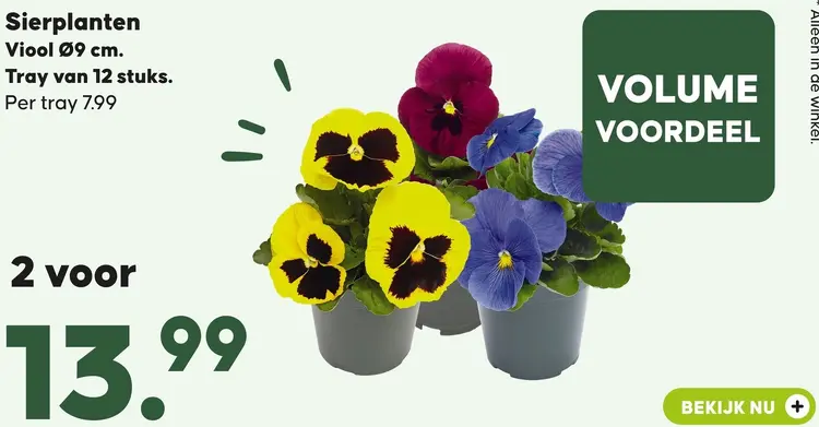 Aanbieding: Viool