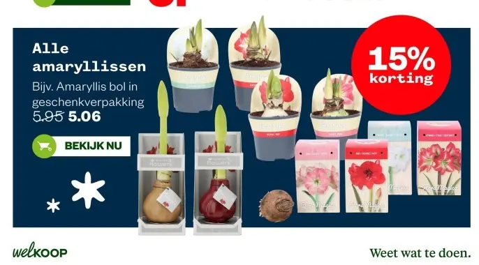 Aanbieding: Amaryllis bol