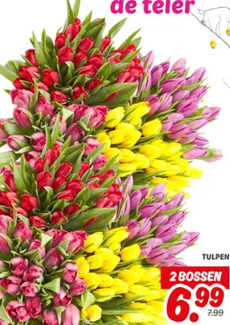 Aanbieding: TULPEN