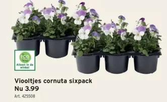 Promotie: Viooltjes cornuta sixpack