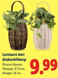 Aanbieding: Lantaarn met drakenklimop