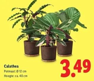 Aanbieding: Calathea