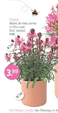 Aanbieding: Gaura
