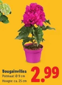 Aanbieding: Callistemon
