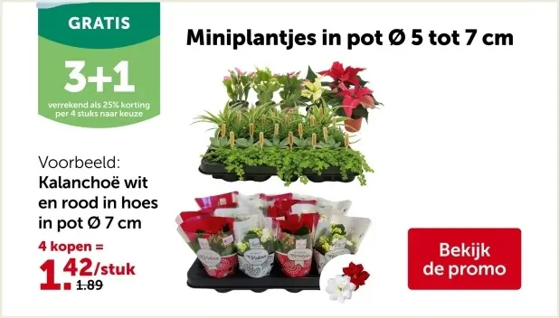 Aanbieding: Miniplantjes in pot