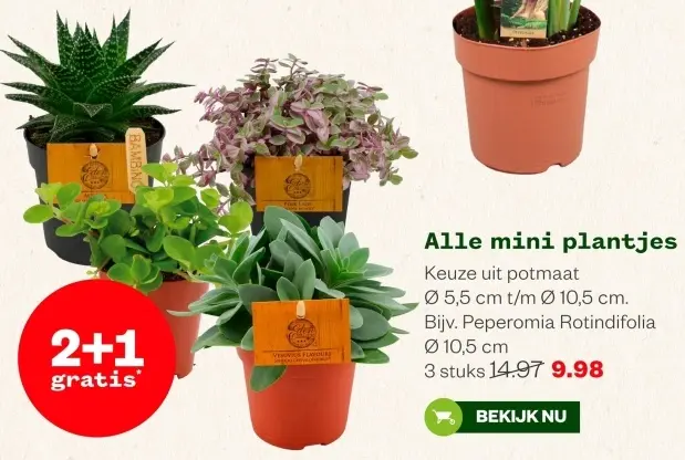 buy lily of the valley plants Buy Wholesale Lily of the Valley Flower in Bulk