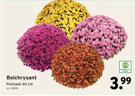 Aanbieding: Bolchrysant